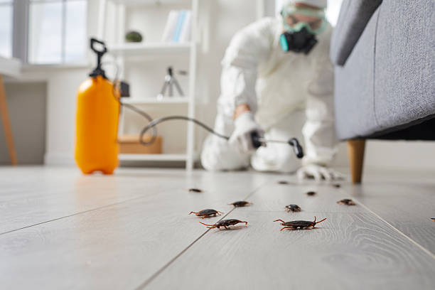 Commercial Rodent Management in Crystal